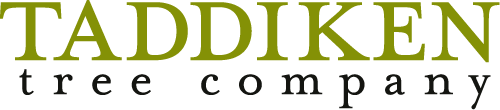 TaddikenTree